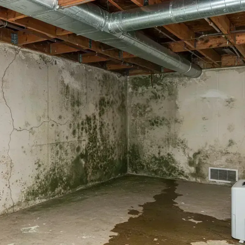 Professional Mold Removal in Smith, NV